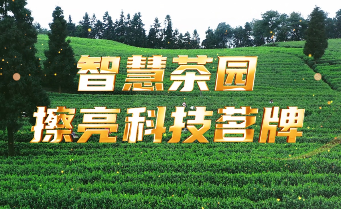 OKPay钱包(中国)茶园，擦亮科技茗牌